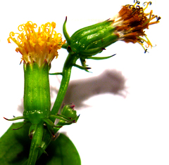 Senecio quinquelobus