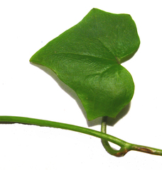 Senecio quinquelobus