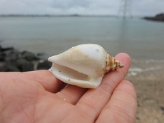 Laevistrombus canarium