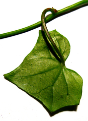 Senecio quinquelobus