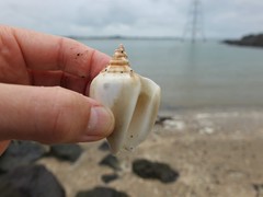 Laevistrombus canarium