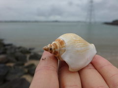 Laevistrombus canarium