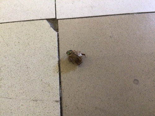 Oriental Beetle