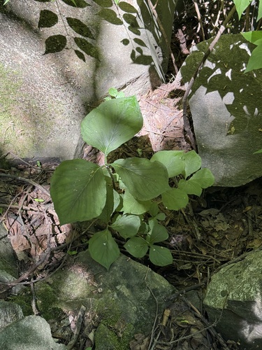 Arisaema amurense, photograph 3