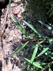 Notelaea linearis