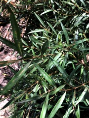 Notelaea linearis