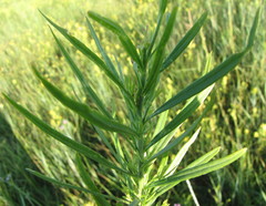 Linaria biebersteinii