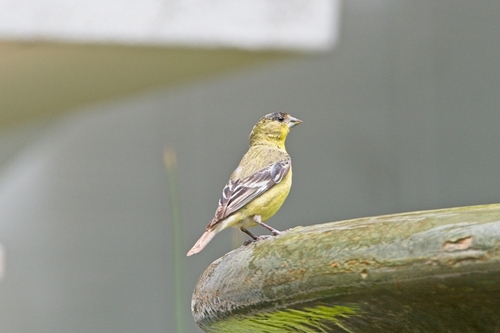 Lesser Goldfinch