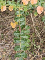 Comocladia dodonaea, photograph (c) ritirene, some rights reserved (CC BY)