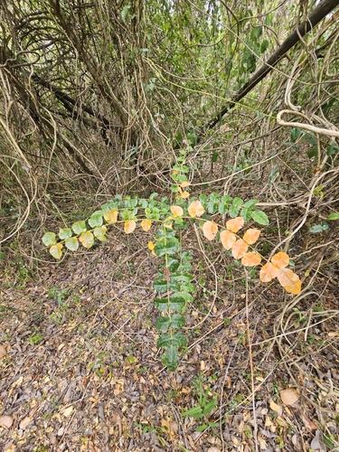 Comocladia dodonaea, photograph 6