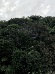 Pterophylla racemosa