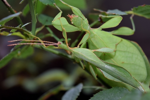 Phyllium gardabagusi · iNaturalist