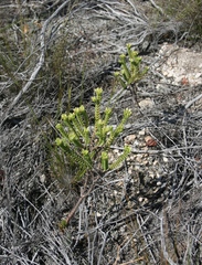 Crassula ericoides
