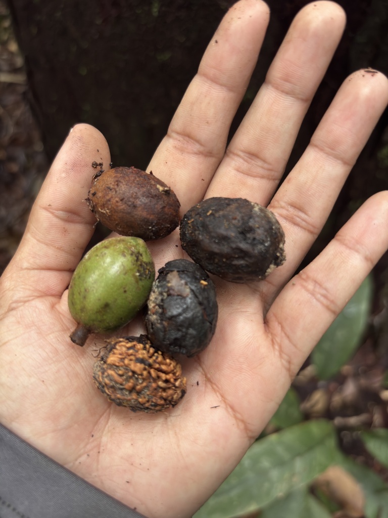 Vantanea micrantha