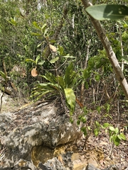 Anthurium crenatum, photograph (c) ritirene, some rights reserved (CC BY)