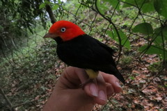 Ceratopipra mentalis