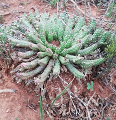 Euphorbia audissoui