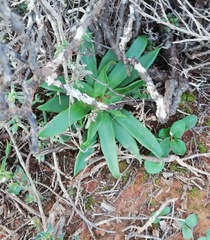 Chlorophytum crispum