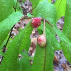 Phylloxera spinosa