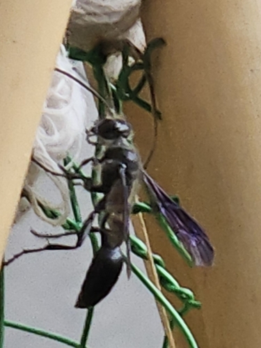 Great Black Digger Wasp