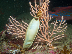 Scyliorhinus stellaris