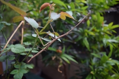 Tirachoidea biceps
