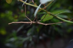 Tirachoidea biceps