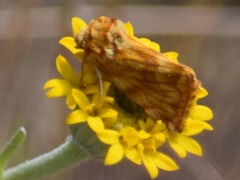 Xanthothrix neumoegeni