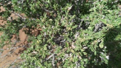 Aizoon schellenbergii