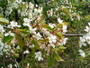 Wild Cherry - Photo (c) Ihor Olshanskyi, some rights reserved (CC BY-NC), uploaded by Ihor Olshanskyi