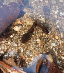 Rana huanrensis