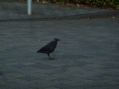 Corvus monedula