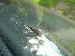 Haematopota pluvialis