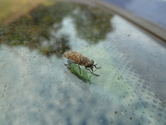 Haematopota pluvialis