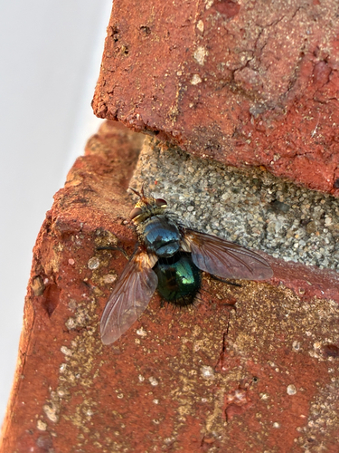 Archytas metallicus