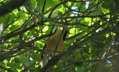 Telophorus olivaceus