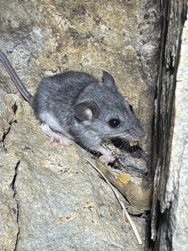 Cactus Deermouse