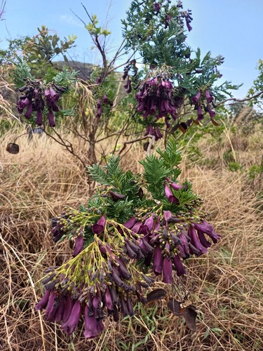 Jacaranda ulei