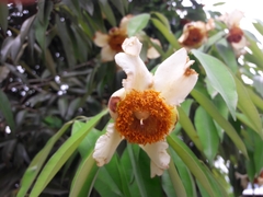 Calophyllum polyanthum