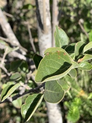 Afrocanthium gilfillanii