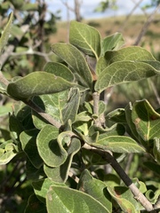 Afrocanthium gilfillanii