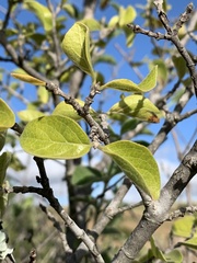 Afrocanthium gilfillanii