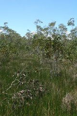 Melaleuca cajuputi