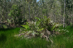 Melaleuca cajuputi