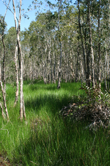 Melaleuca cajuputi