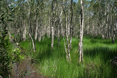 Melaleuca cajuputi