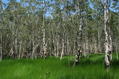 Melaleuca cajuputi