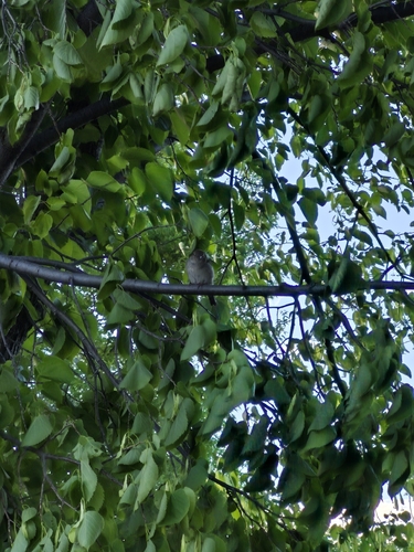 Ruby-crowned Kinglet