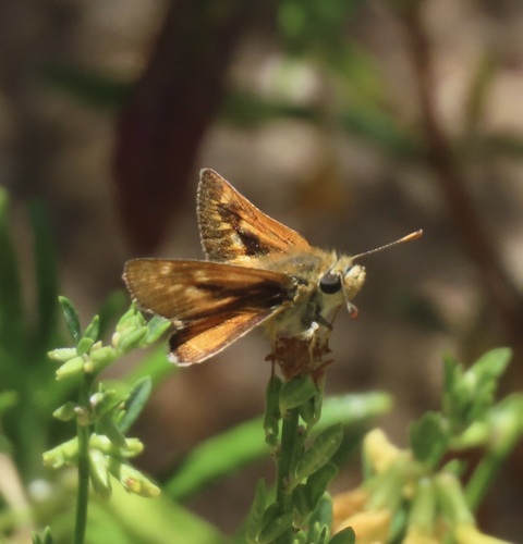 iNaturalist observation photo of Rural Skipper