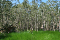 Melaleuca cajuputi